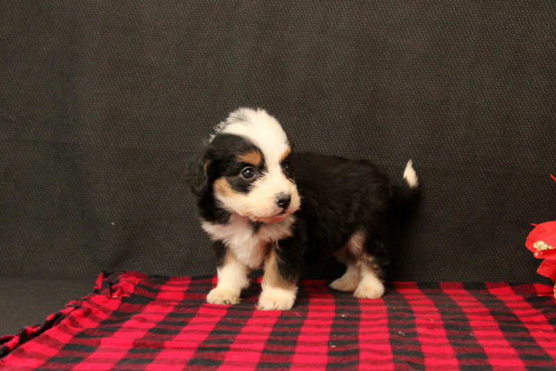 puppy, for, sale, Mini Bernadoodle F2, Matthew B. Stoltzfus, dog, breeder, Gap, PA, dog-breeder, puppy-for-sale, forsale, nearby, find, puppyfind, locator, puppylocator, aca